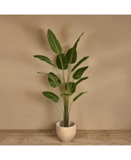 Travellers Palm Tree