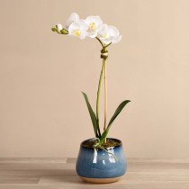 Artificial Orchid 