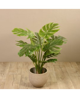 Monstera Tree