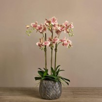 Artificial Orchid 