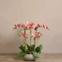 Artificial Orchid 