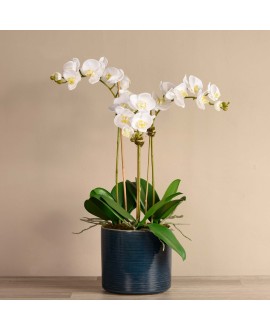 Artificial Orchid 