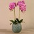 Artificial Orchid  
