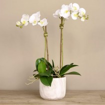 Artificial Orchid 