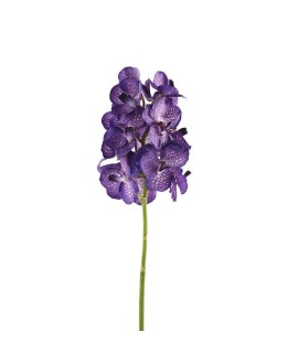 Vanda Stem