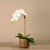 Artificial Orchid 