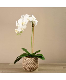 Artificial Orchid 