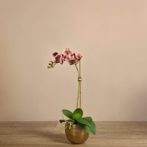 Artificial Orchid 