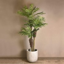Areca Palm