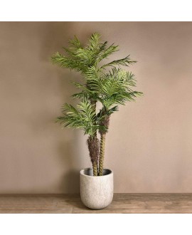 Areca Palm