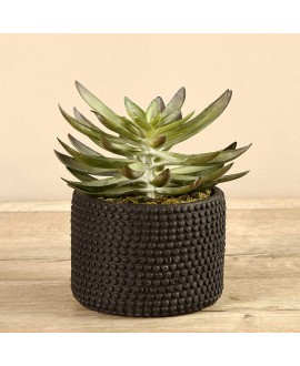 Potted Succulent