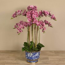 Orchid Arrangement
