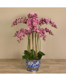 Orchid Arrangement