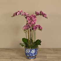 Orchid Arrangement