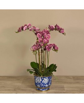 Orchid Arrangement