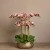 Artificial Orchid 