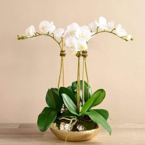 Artificial Orchid 