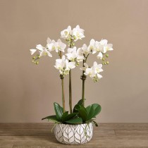 Artificial Orchid 