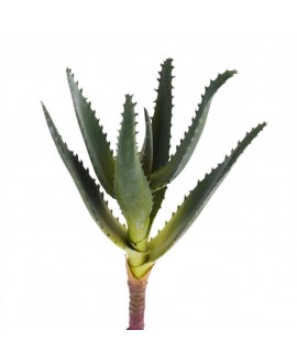 Single Stem Aloe