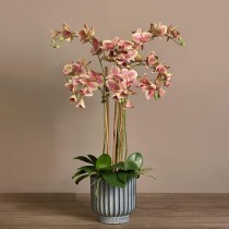 Artificial Orchid 