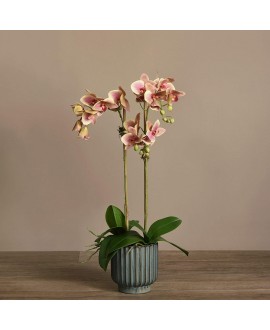 Artificial Orchid 
