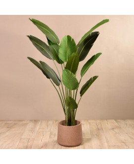 Strelitzia Plant