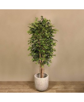 Ficus Benjamin Tree