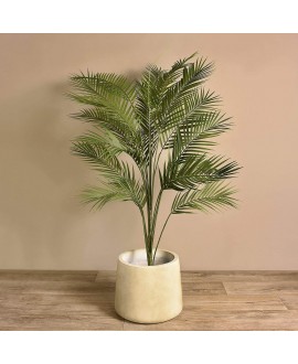 Areca Palm
