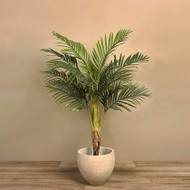 Areca Palm