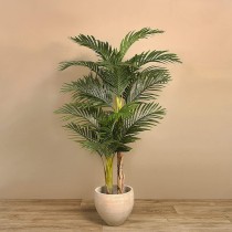 Areca Palm