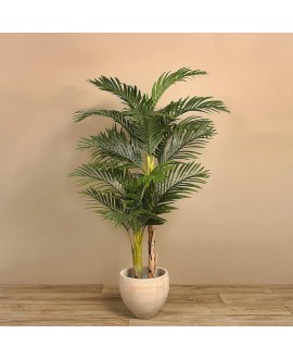 Areca Palm