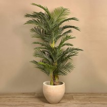 Areca Palm