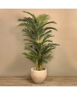 Areca Palm