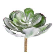 Single stem succulent