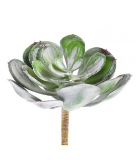 Single stem succulent