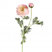 Ranunculus