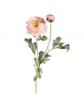 Ranunculus