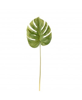 Monstera Leaf