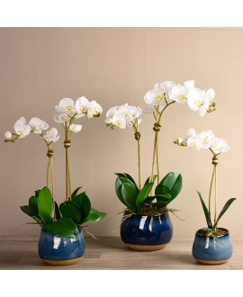 Santa Fe Orchid Arrangement 