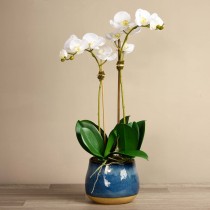 Santa Fe Orchid Arrangement 