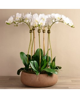 Oasis Orchid Arrangement