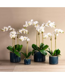Placid Orchid Arrangement