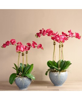 Moroccan Orchid Arrangement