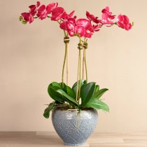 Moroccan Orchid Arrangement