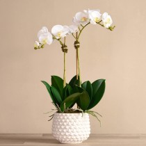 Pearl Orchid Arrangement