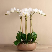 Oasis Orchid Arrangement