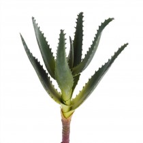 Single Stem Aloe