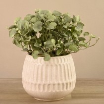 Potted Silver Falls Plant