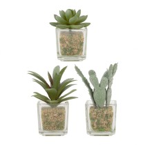 Set of cactus x3